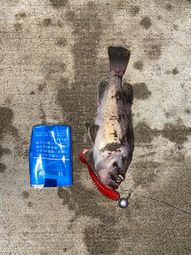 クロソイの釣果