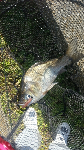 ヘラブナの釣果