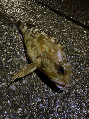 メバルの釣果