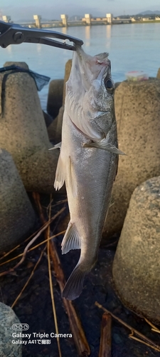 セイゴ（マルスズキ）の釣果