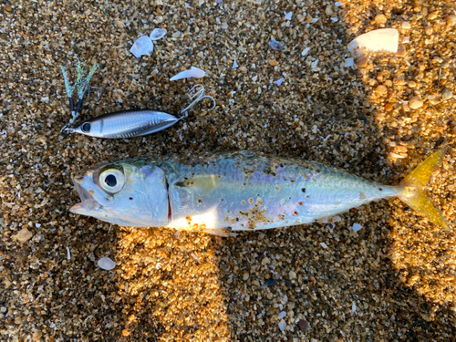 サバの釣果