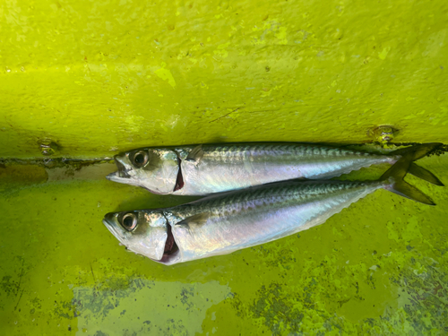 サバの釣果