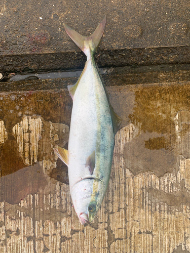 ハマチの釣果