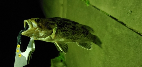 クロソイの釣果