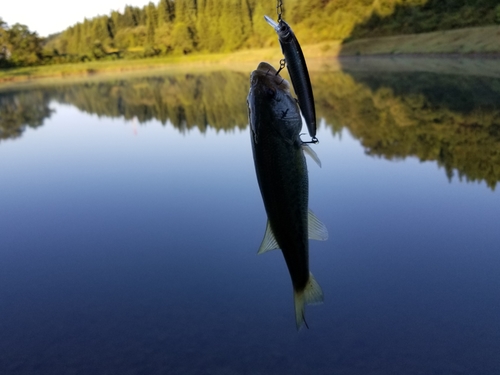 ラージマウスバスの釣果