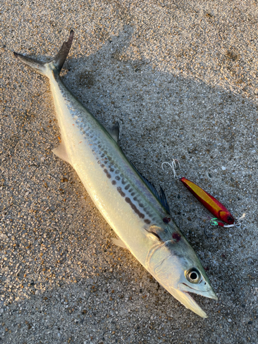 サゴシの釣果