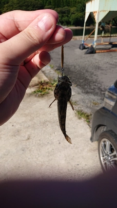 アナハゼの釣果