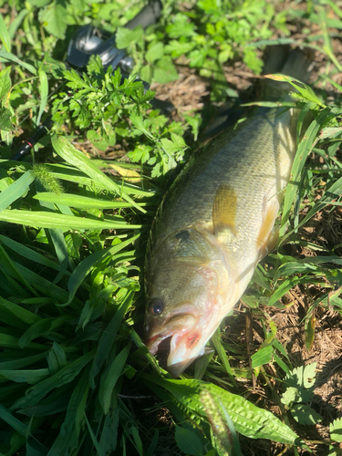 ブラックバスの釣果