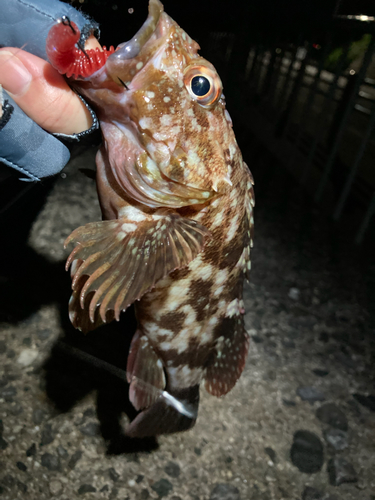 カサゴの釣果