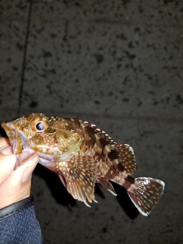 アラカブの釣果