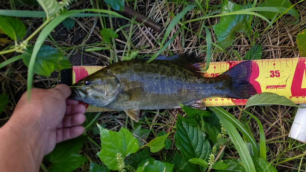 スモールマウスバス