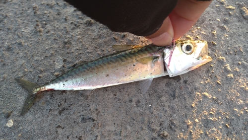 サバの釣果