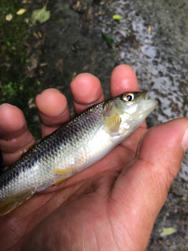 カワムツの釣果