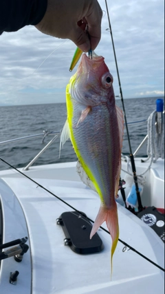 ソコイトヨリの釣果