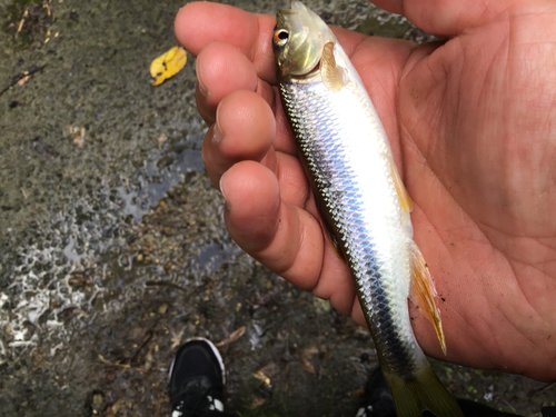 カワムツの釣果