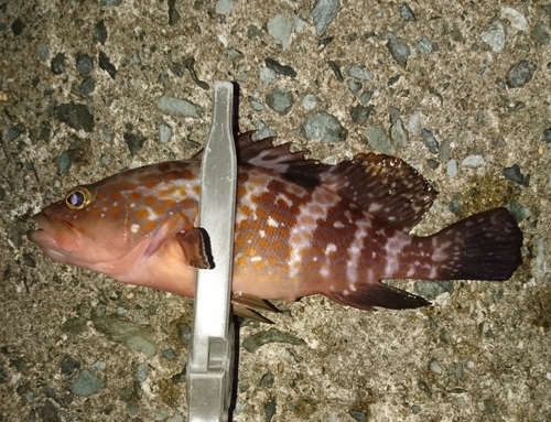 アコウの釣果