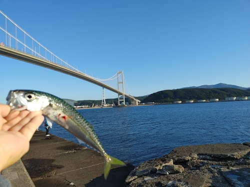 サバの釣果