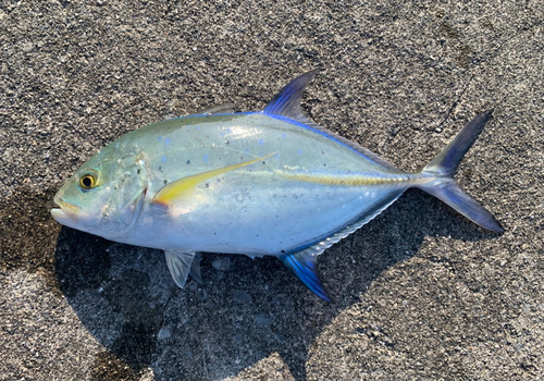 カスミアジの釣果