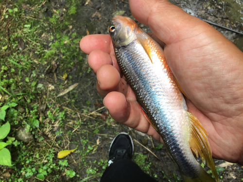 カワムツの釣果