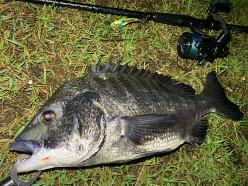 チヌの釣果