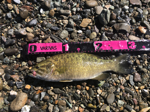 スモールマウスバスの釣果