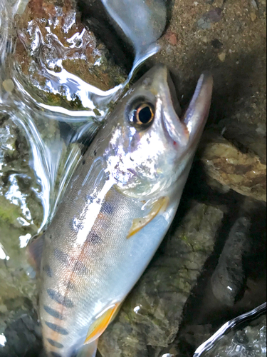 ヤマメの釣果