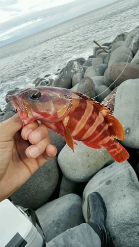 アカハタの釣果