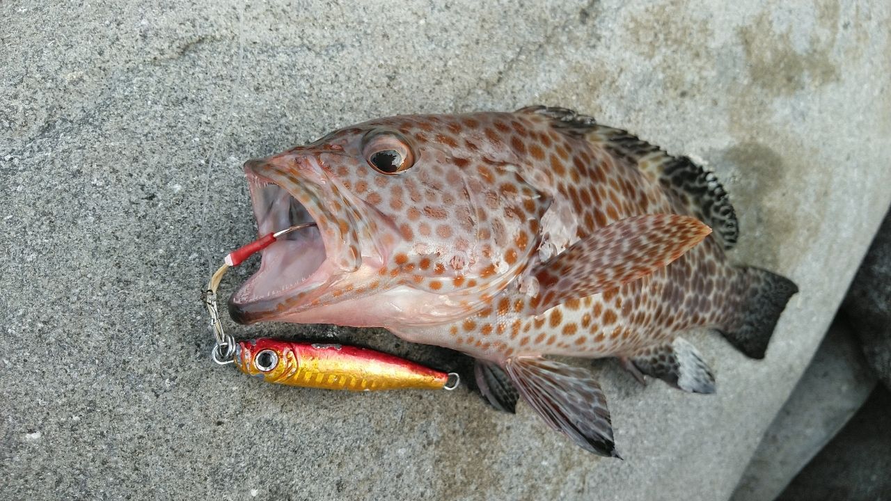 オオモンハタ