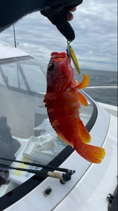 アカハタの釣果