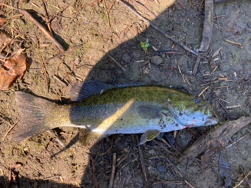 スモールマウスバスの釣果