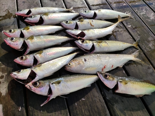 サバの釣果