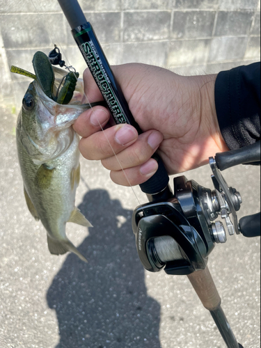 ラージマウスバスの釣果