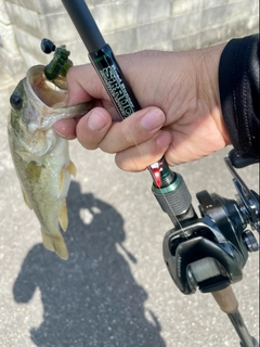 ラージマウスバスの釣果