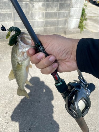 ラージマウスバスの釣果