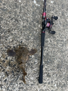 オニオコゼの釣果