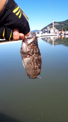 クロソイの釣果