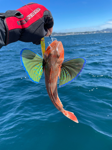 ホウボウの釣果