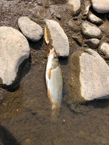 ウグイの釣果