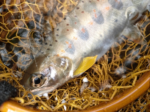 アマゴの釣果