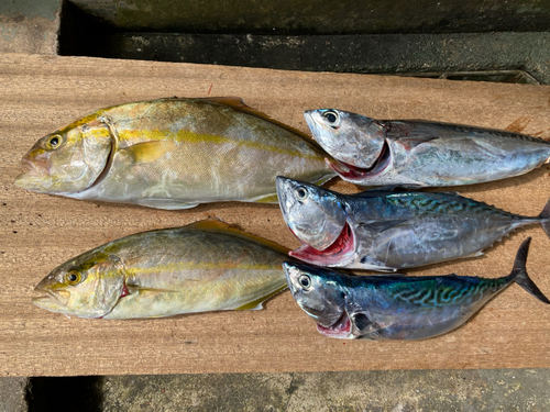 シオの釣果