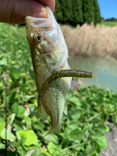 ラージマウスバスの釣果