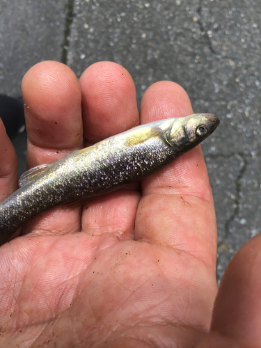 アブラハヤの釣果