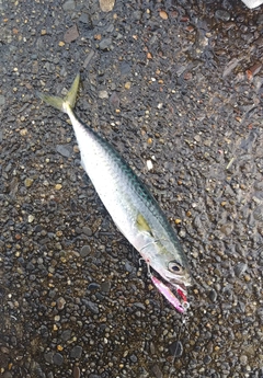 サバの釣果