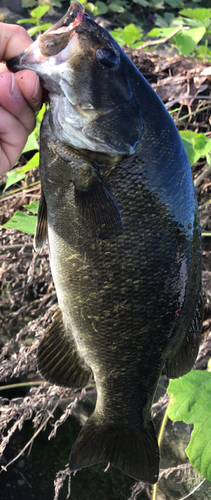 スモールマウスバスの釣果