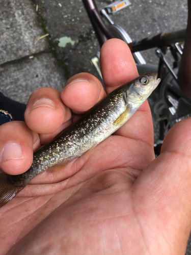 アブラハヤの釣果