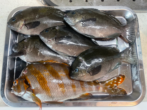 メジナの釣果