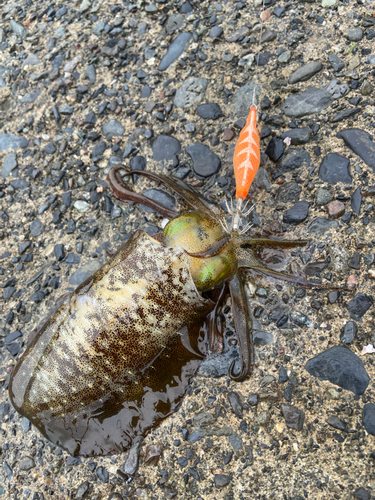 アオリイカの釣果