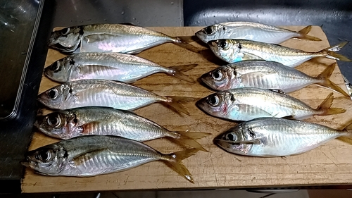 アジの釣果