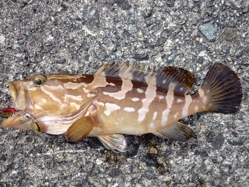 アオハタの釣果