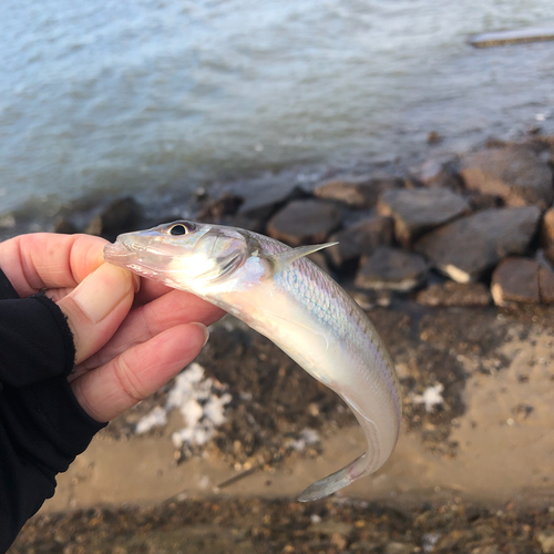 キスの釣果